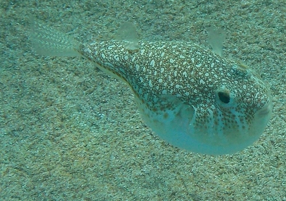 Torquigener flavimaculosus  a Karpathos (Grecia)